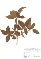 藏品(南燭)的圖片